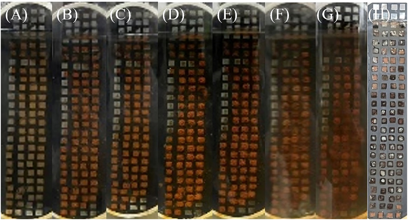 Figure 9: 
Surface corrosion morphology of the WBE immersing in dynamic simulated seawater for (A–G) 6 h, 18 h, 1 d, 3 d, 6 d, 12 d, and 30 d and (H) after removal of surface loose corrosion products.
