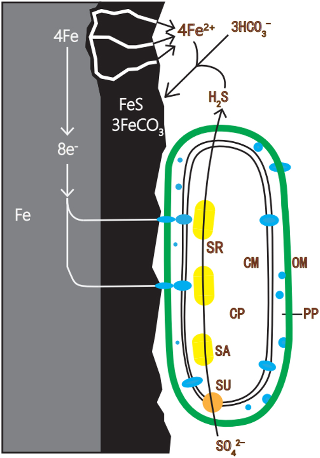 Figure 2:
The process of SRB participating in corrosion on iron surfaces.