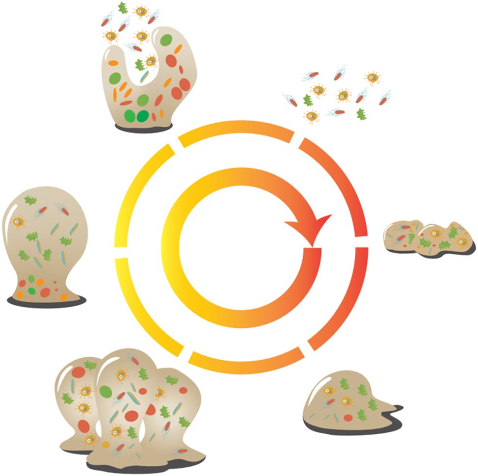 Figure 3:
Process of biofilm formation and development.
