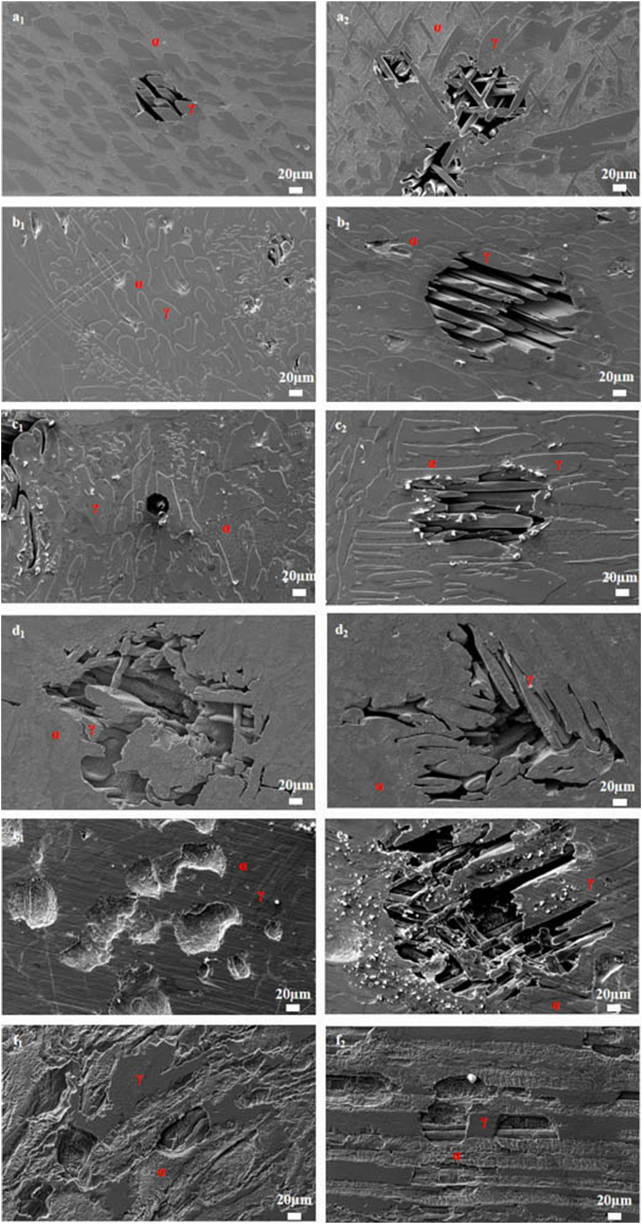 Figure 3: 
SEM image of S32304 with different cold deformation levels after immersion in a simulated industrial environment solution for 24 h: (a1–2) 0 %, (b1–2) 10 %, (c1–2) 30 %, (d1–2) 50 %, (e1–2) 70 %, and (f1–2) 90 % (α: ferrite phase, γ: austenite phase).
