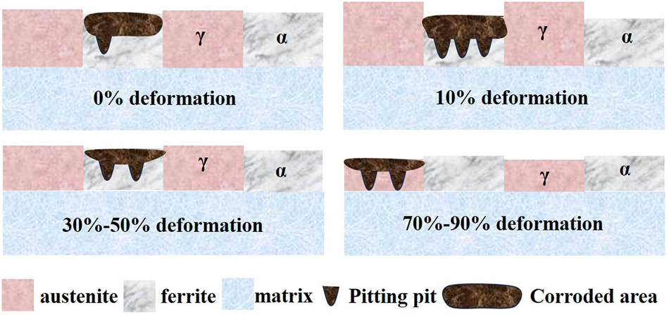 Figure 10: 
A comprehensive mechanism diagram to describe effect of different deformation on corrosion mechanism of S32304 duplex stainless steel.
