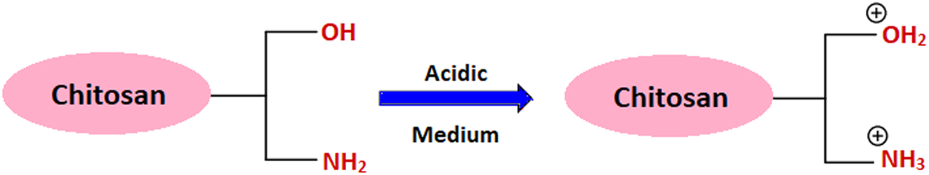 Figure 2: 
Solubility of chitosan in aqueous acidic solution (Verma and Quraishi 2021, reproduced with permission from Elsevier).
