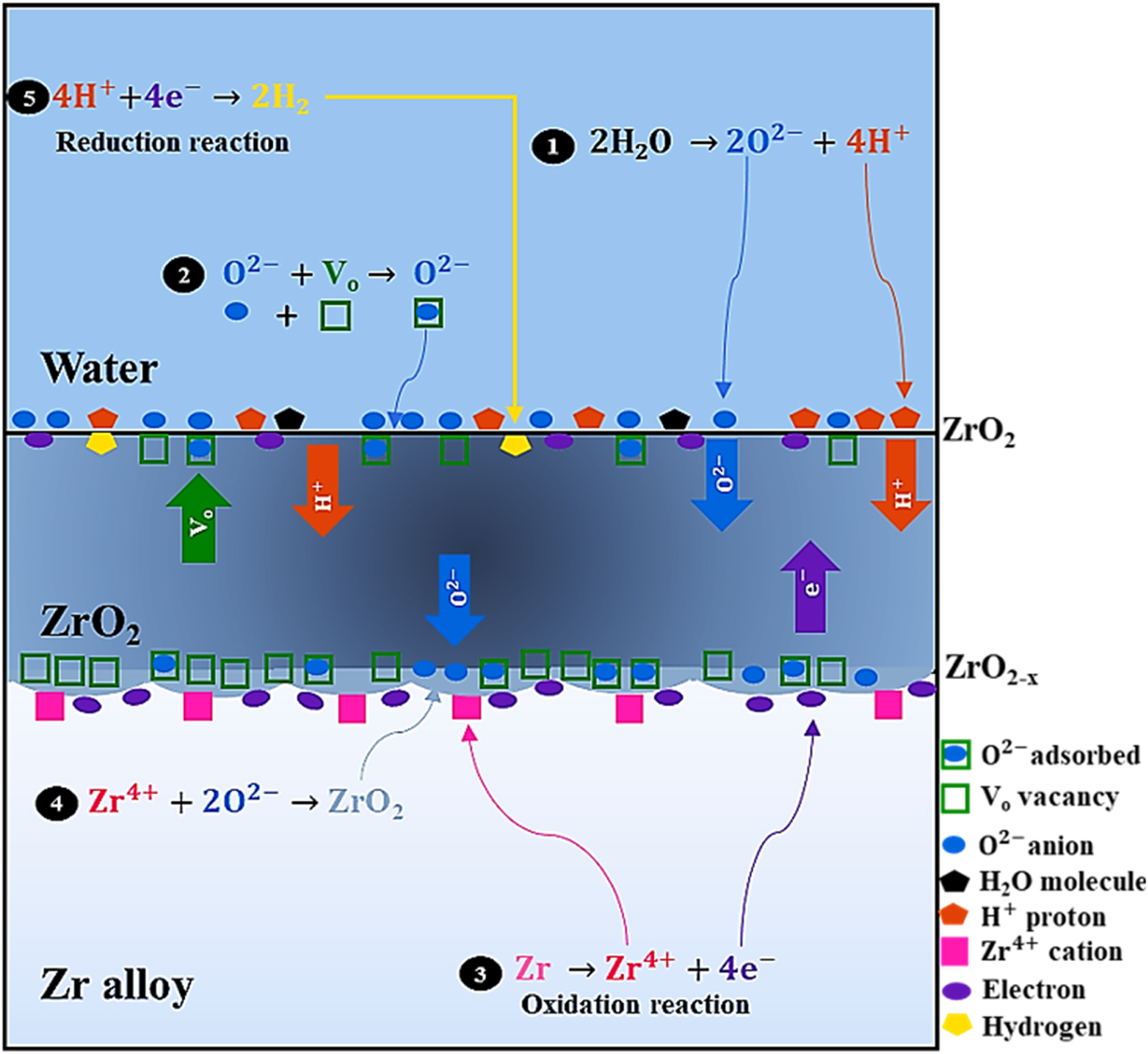 Figure 3: 
A schematic of the chemical processes involved in Zr alloy oxidation.
