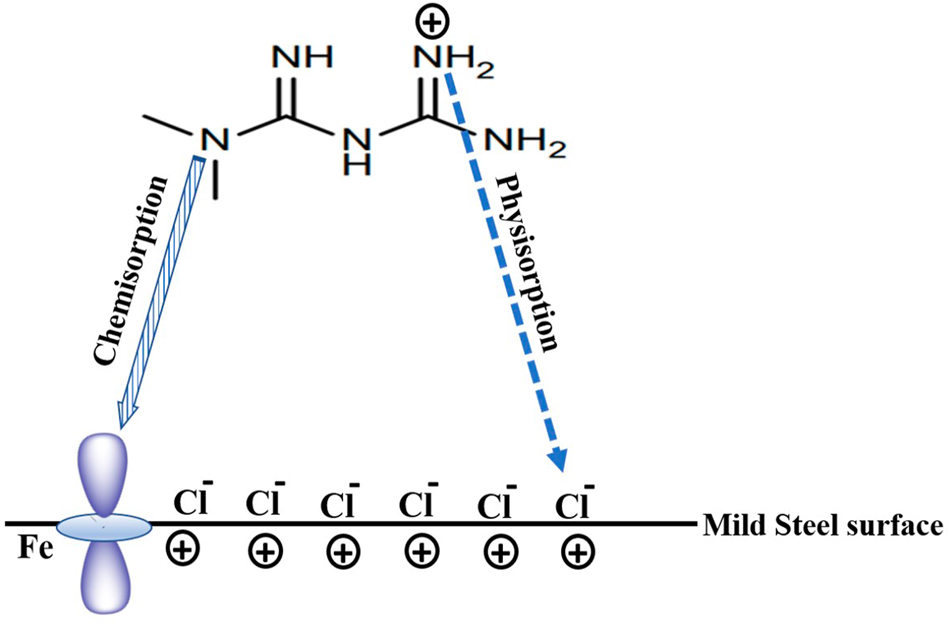 Figure 3: 
Physical and chemical adsorption mode of metformin drug in HCl medium on mild steel surface.
