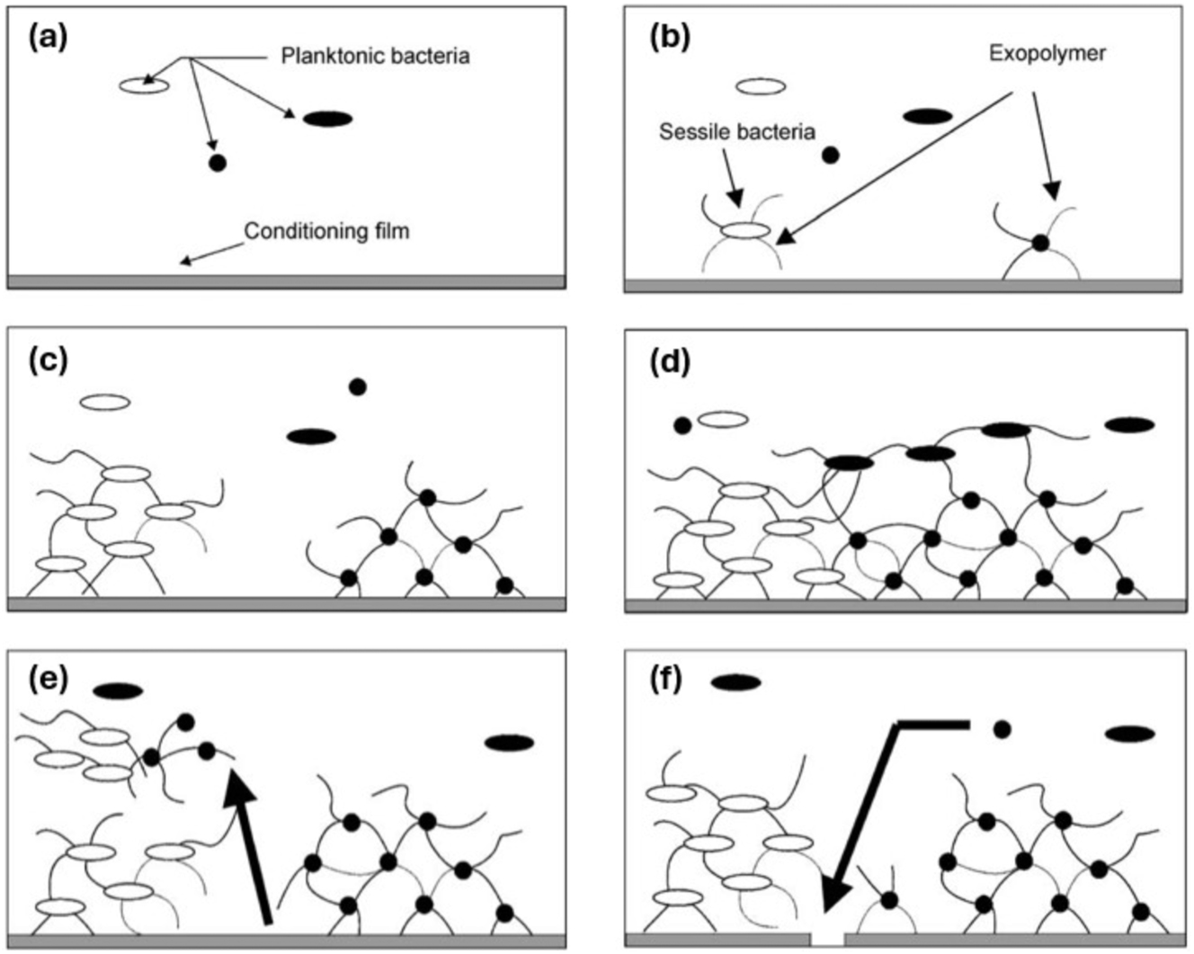 Figure 2: 
Different stages of biofilm formation. Microbiologically influenced corrosion: An engineering insight (2nd edition), Javaherdashti, Engineering Materials and Processes, Springer Nature, 2017, adapted with permission from Springer Nature Costumer Service Center (SNCSC).
