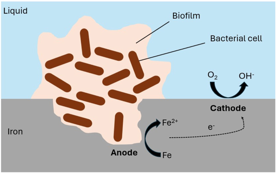 Figure 3: 
Pitting corrosion caused by the creation of an oxygen concentration cell, based on Jia et al. (2019).
