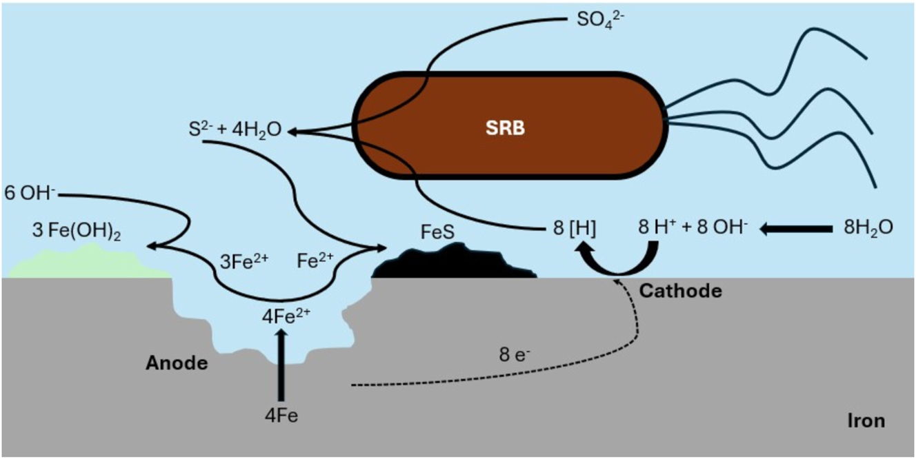 Figure 7: 
Schematic illustration of the cathodic depolarisation theory (CDT), based on Mori et al. (2010).

