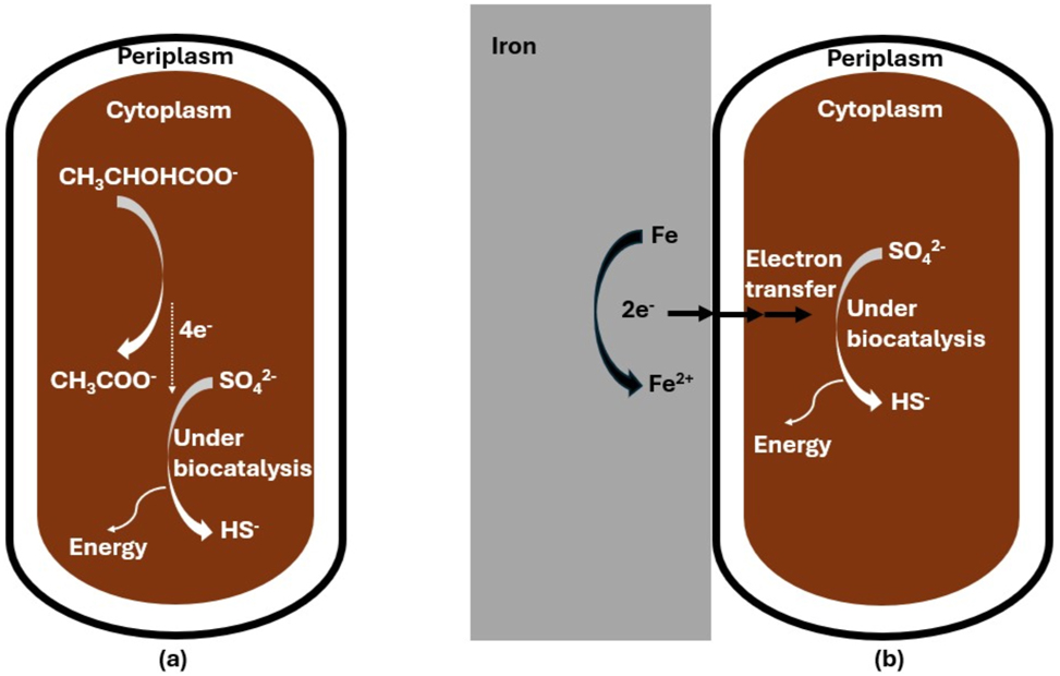 Figure 9: 
Sulphate reduction under biocatalysis with lactate (a) and iron (b) as electron donors, based on Li et al. (2018).
