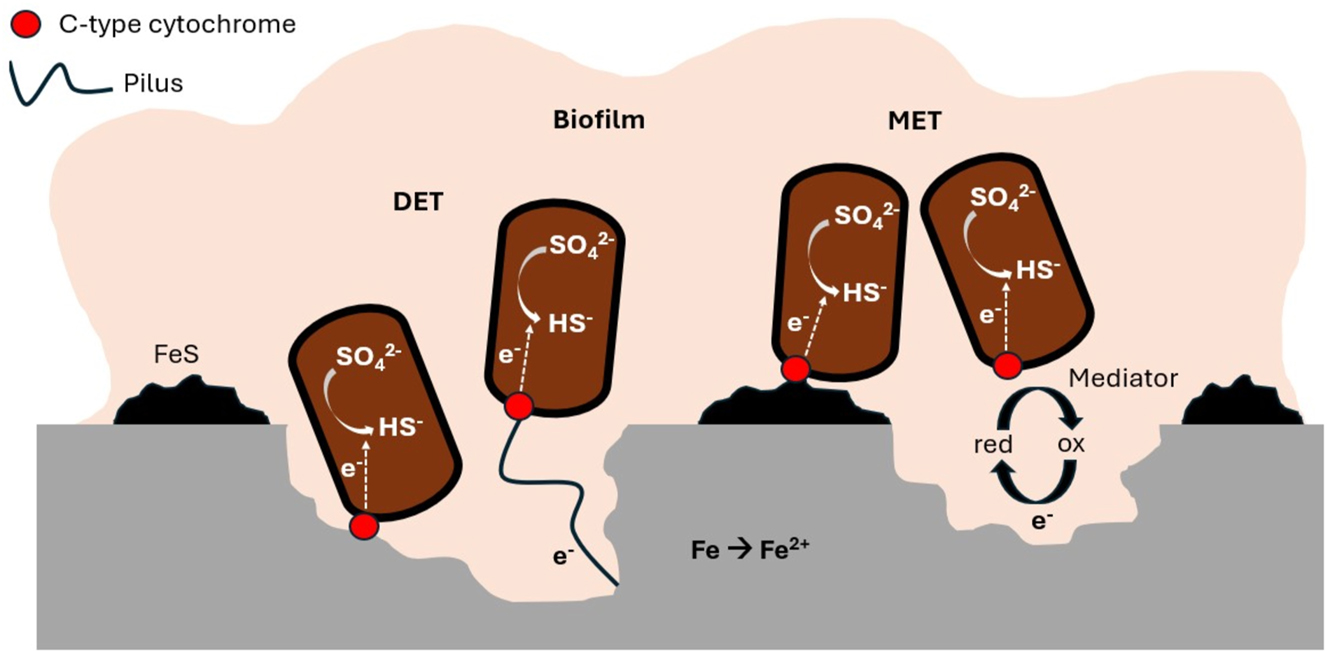 Figure 10: 
Schematic representation of EET (extracellular electron transfer): DET (direct electron transport) and MET (mediated electron transport), based on Gu et al. (2019) and Li et al. (2018).

