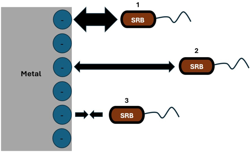 Figure 11: 
Interaction of bacteria with a negatively charged metal surface, based on Javaherdashti (2017).
