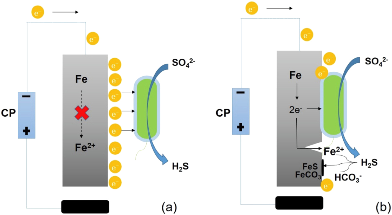 Figure 12: 
Use of electrons supplied by CP as electron donor (a) and possible pitting corrosion because of shielding (b). Reprinted from Journal of Alloys and Compounds, 729, Liu and Cheng, The influence of cathodic protection potential on the biofilm formation and corrosion behaviour of an X70 steel pipeline in sulphate reducing bacteria media, 180–188, Copyright (2017), with permission from Elsevier.
