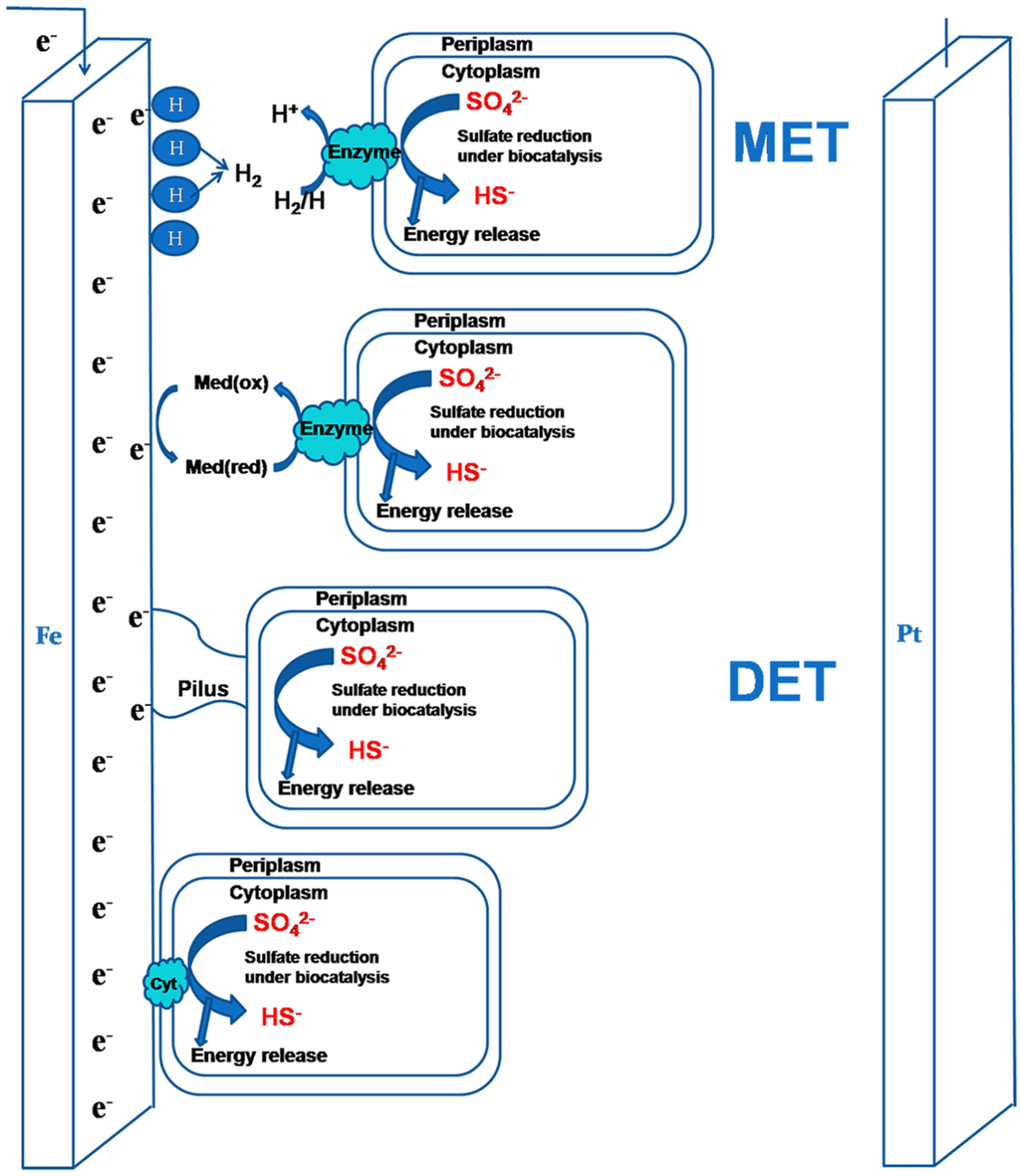 Figure 13: 
Electron transfer between a negatively polarised surface and SRB via MET and DET. Reprinted from Guan et al. (2016), CC BY 4.0 license: https://creativecommons.org/licenses/by/4.0/, not adapted.
