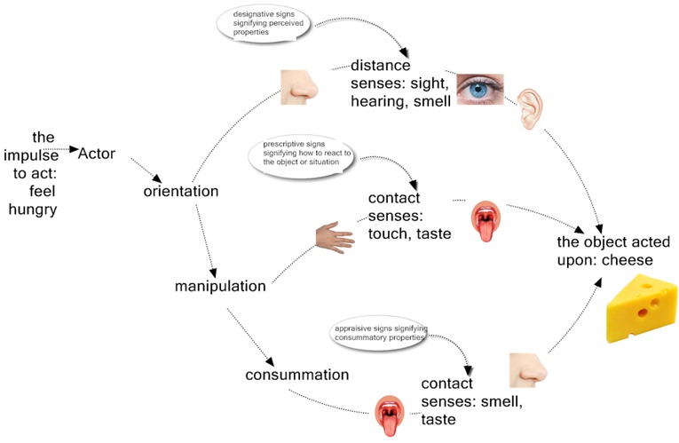 Figure 1 
						Mead’s action schema and Morris’ adaptation in sign behavior (Note: Smell can be via distance and/ or contact)
					
