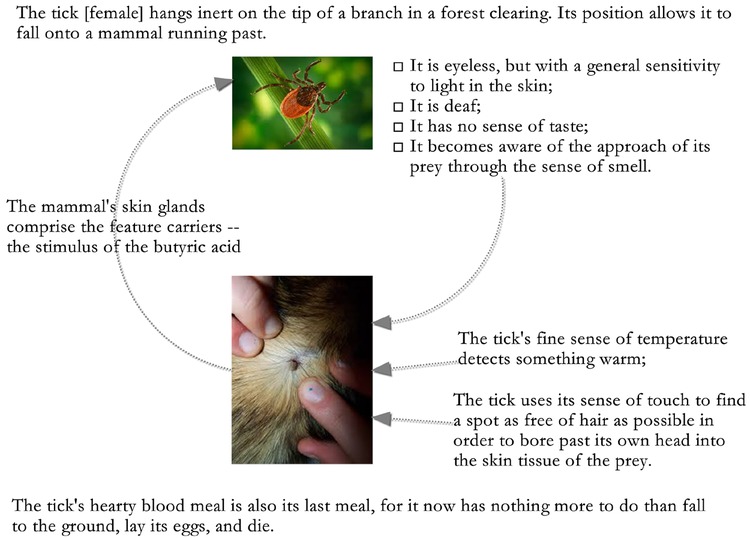 Figure 2 
						Uexküll’s tick’s meaning-making
					