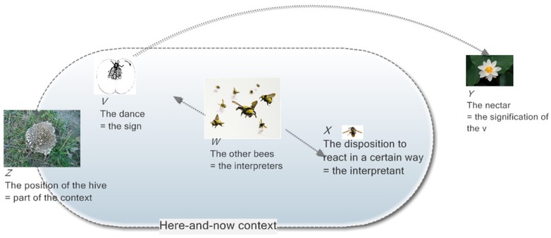 Figure 3 
						The dancing bee’s sign behavior
					