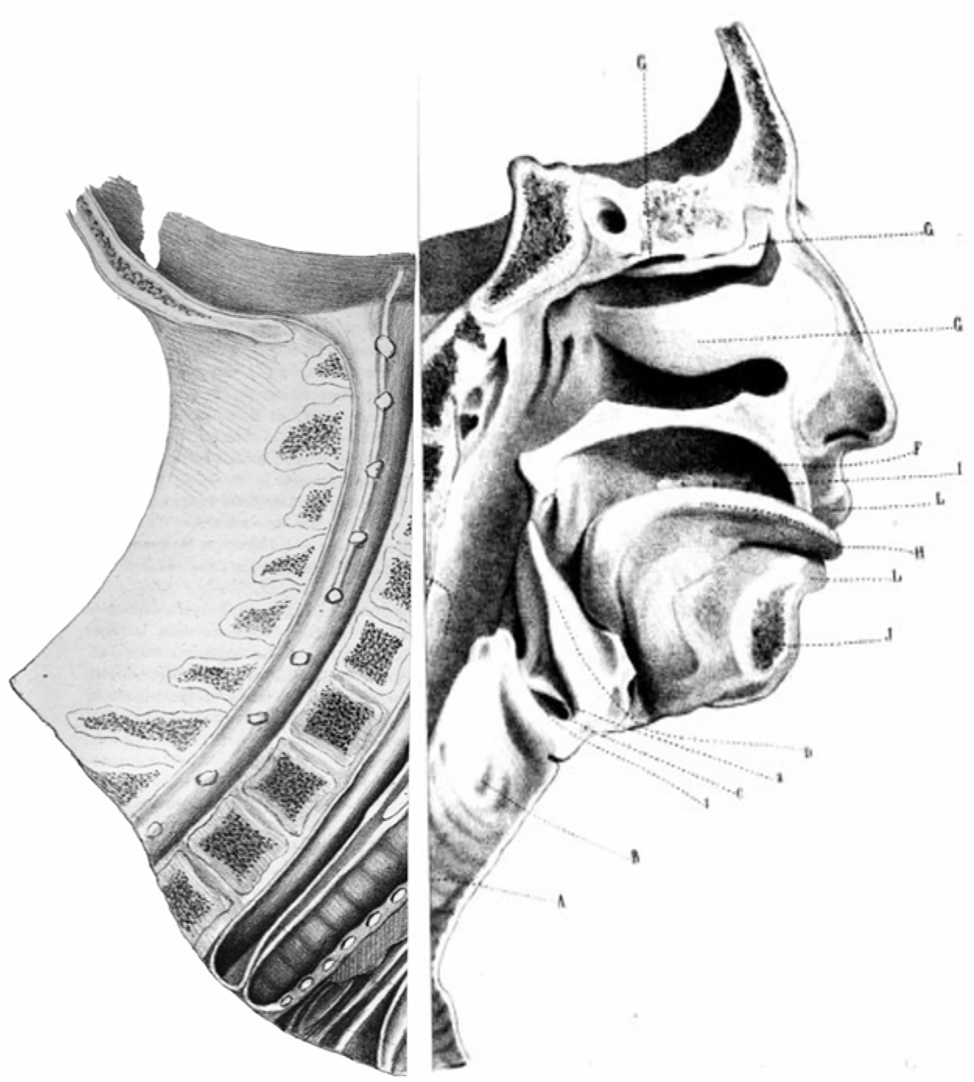 Figure 2: 
Marzolo’s phono-articulatory apparatus (Marzolo 1847, image in the public domain, modified by the author).
