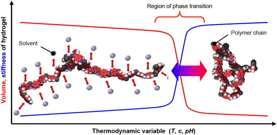 Figure 5: The mechanism of a response to a stimulus (Richter et al., 2008).The swollen phase of the gel (left) is dominated by polymer-solvent interactions: The solvent is well-distributed among the polymer chains. The collapsed phase of the gel (right) is determined by polymer-polymer-interactions, which remove solution out of the gel. Within the range of phase transition, small alterations of a thermodynamic value result in abrupt changes of the gel properties.