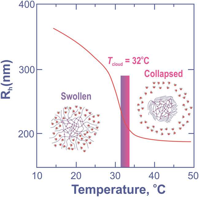 Figure 8: Average hydrodynamic radius for a thermoresponsive pNIPAM microgel with a crosslinking density of 5 mol.%.Adapted from Mohanty, Paloli, Crassous, & Schurtenberger, 2012, with permission from John Wiley & Sons, Inc.