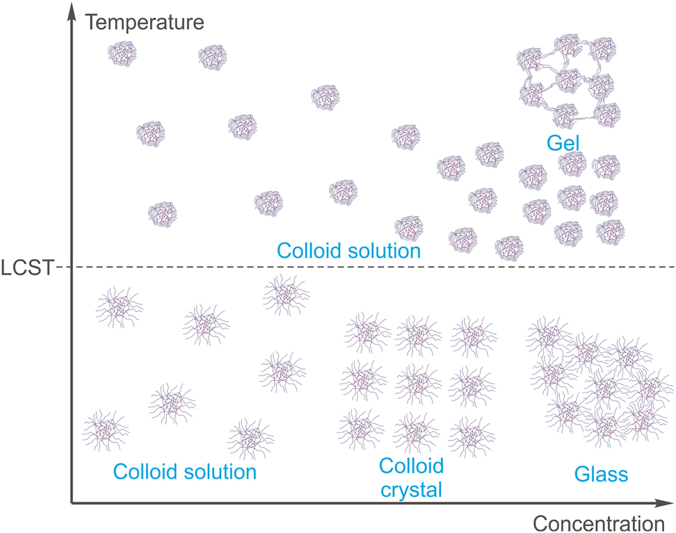 Figure 10: The schematic phase diagram for pNIPAM microgels.