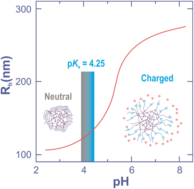 Figure 12: Average hydrodynamic radius for a thermoresponsive pNIPAM microgel tailored with acrylic acid.Adapted from Mohanty et al., 2012, with permission from John Wiley & Sons, Inc.