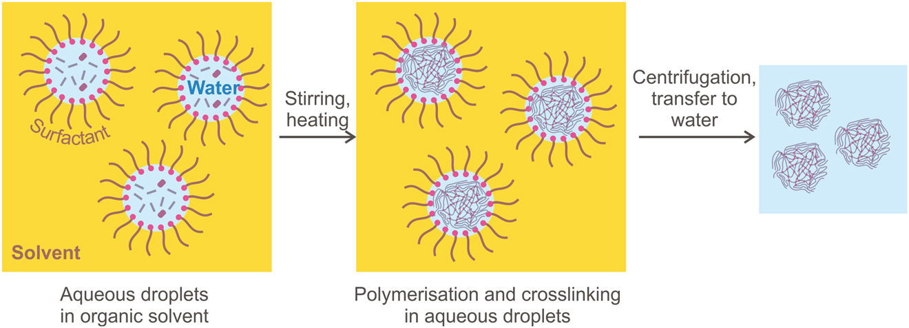 Figure 14: Microgel synthesis by polymerisation/crosslinking in water-in-oil emulsion.