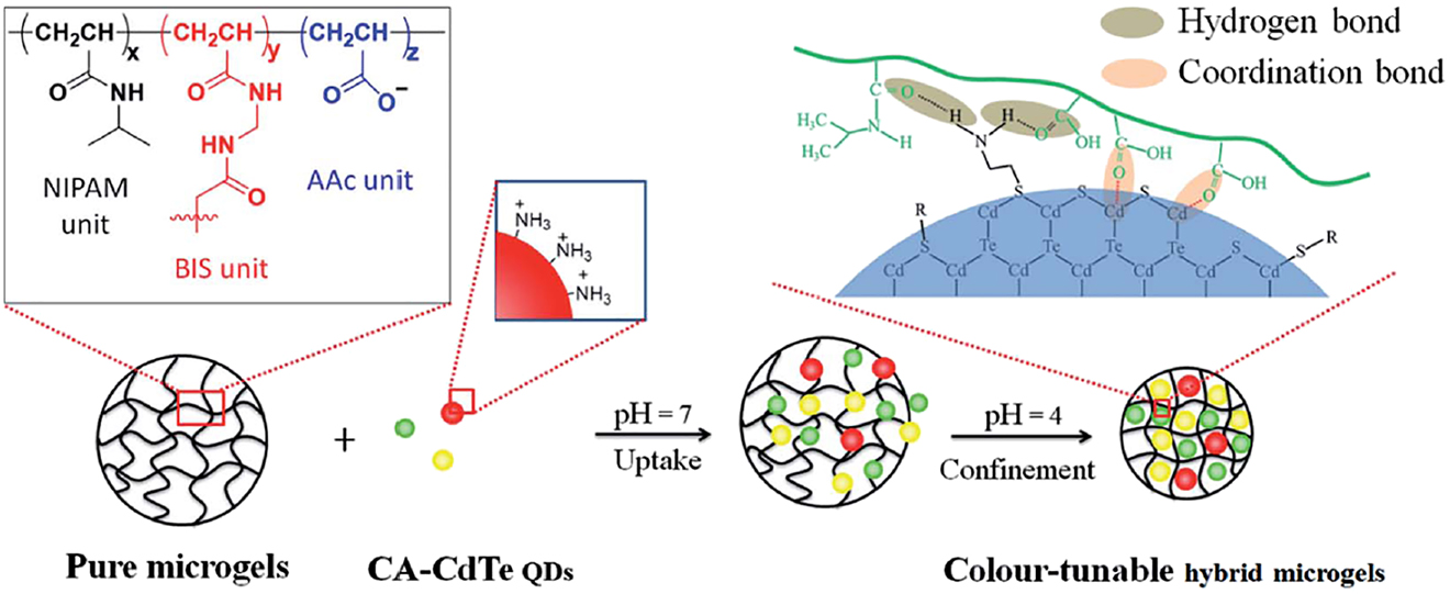 Figure 16: Synthetic scheme for CdTe embedded microgels and illustration of the interactions between cisteamine – CdTe quantum dots.(Reproduced from Cai et al., 2016 with permission from the Royal Society of Chemistry).