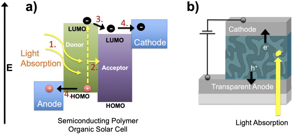 Figure 13: (a) Energy level diagram and device operation steps for semiconducting polymer solar cell, and (b) device structure showing metallic contacts (cathode and anode) and a bulk heterojunction light-absorbing layer.