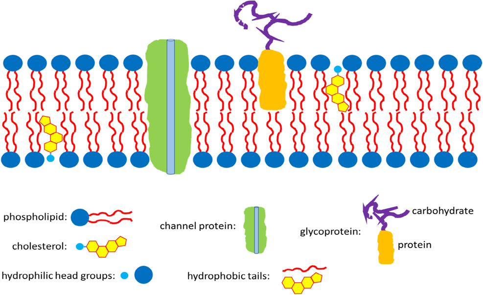 Figure 3: Cell membrane composed of phospholipid bilayer, stabilizing cholesterol, different proteins for selective transports, glycolipids and glycoproteins (only the latter are shown in the schema) serving with their carbohydrates for cell communication and mechanical properties (they are oriented to the outside of the cell only).