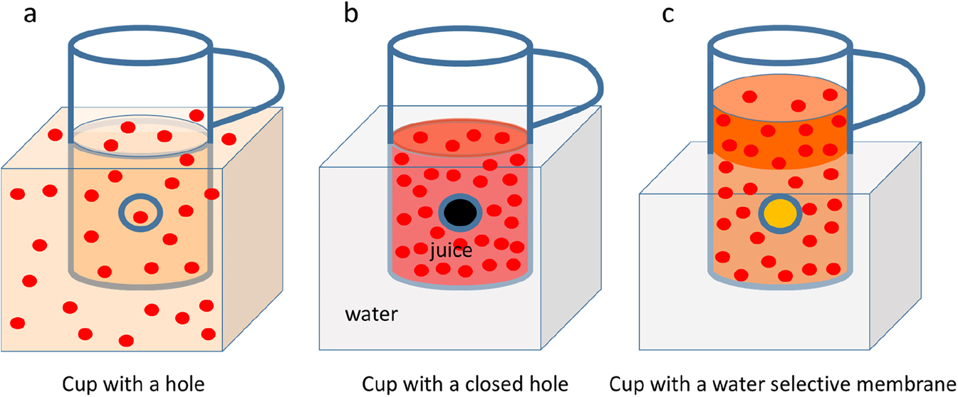 Figure 6: A cup with some red juice is placed in a water bath. (a) The cup has a hole and juice and surrounding water mix; (b) The cup has a sealed hole and juice and water stay separated; (c) The hole of the cup is covered by a membrane, which lets only water pass through. The level of juice increases with respect to the water bath (can be seen by comparing the lower part of the handle and the liquid level in (b) and (c).