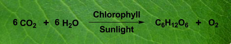 Figure 1: 
Photosynthesis.
