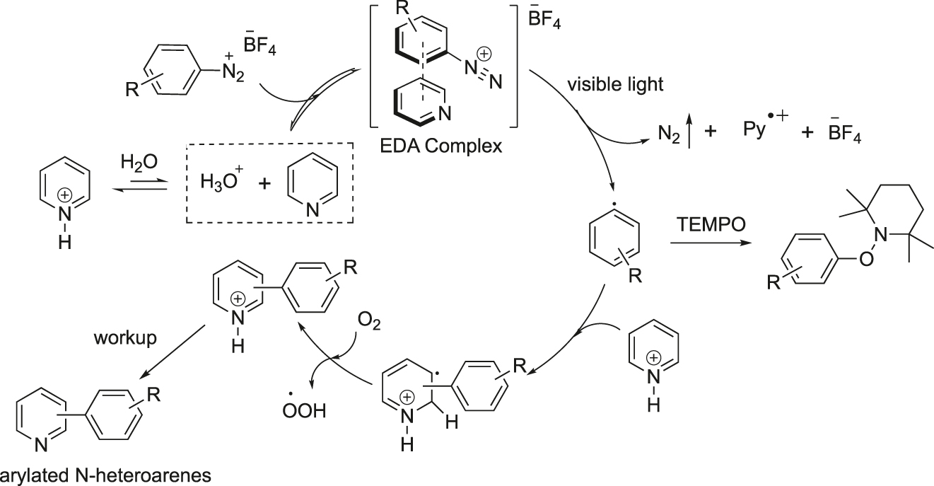 Figure 6: 
Plausible mechanism for the visible-light-induced C–H arylation of pyridines.
