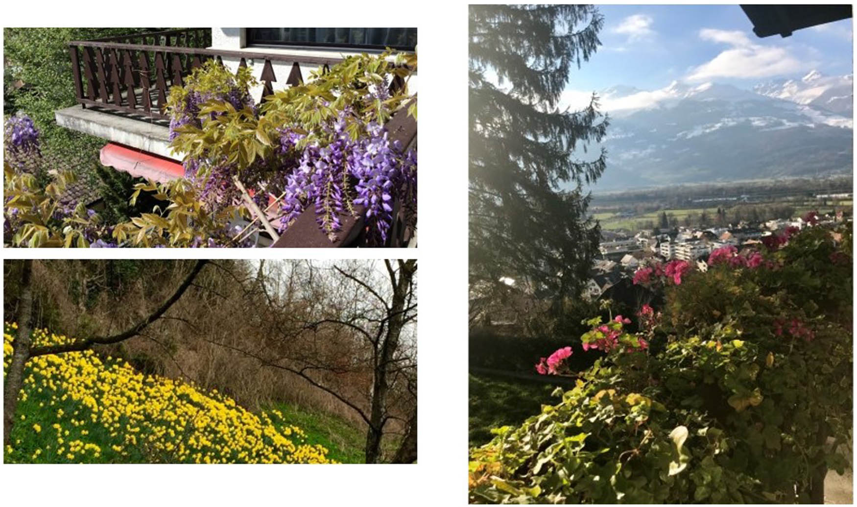 Figure 4
Baron’s flowers. Photo by the author.