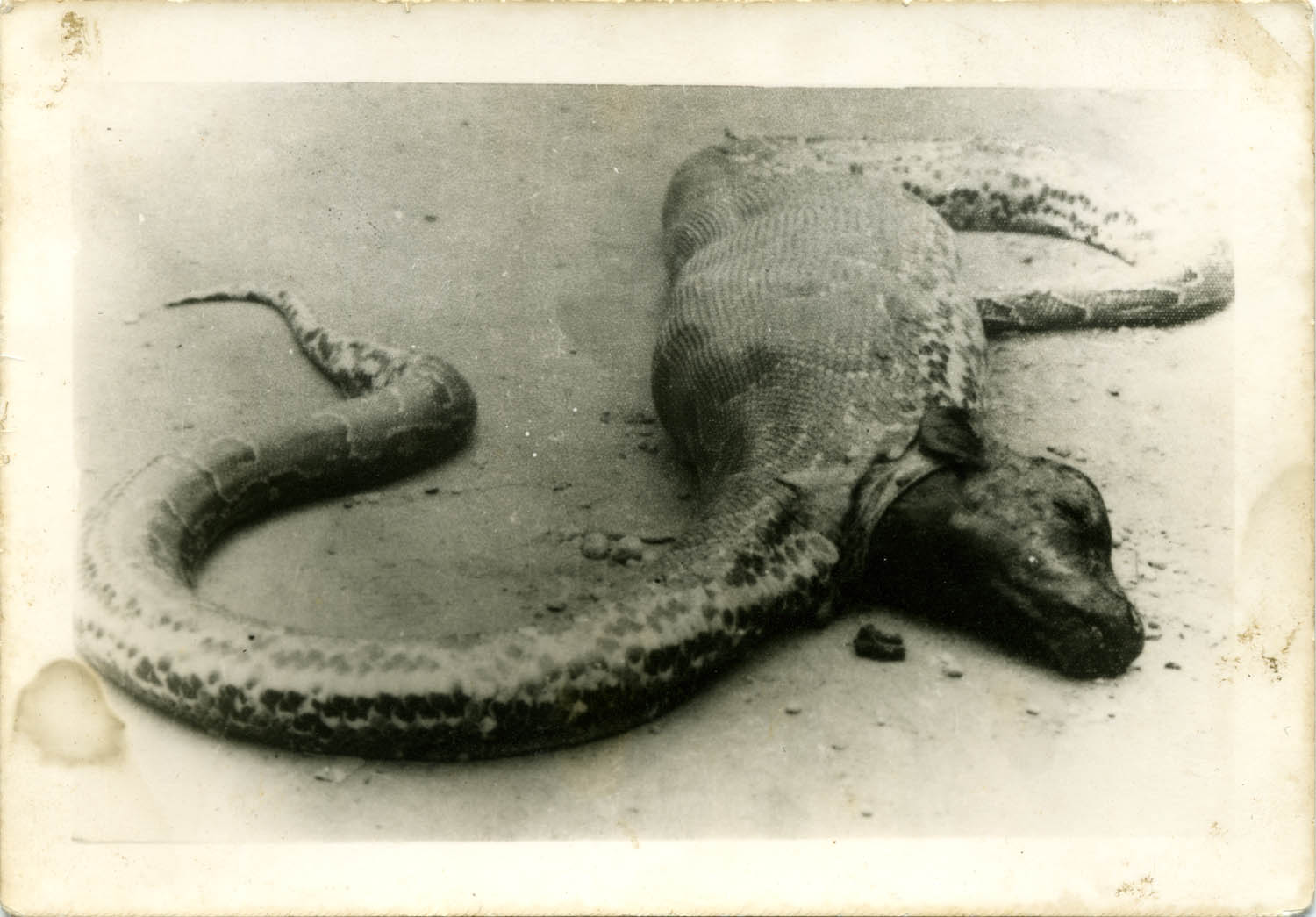 Figure 5
Dead animals somewhere in former Portuguese Guinea. Private collection of Joaquim Barroca.