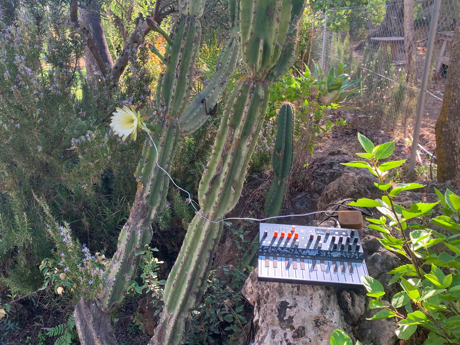 Figure 2 
                  The Cereus cactus flower. Note: The Cereus cactus flower is sending biofeedback which is feeding the Arturia Microfreak experimental hybrid synthesizer with midi data. ©julianaespanakeller (2023).
               