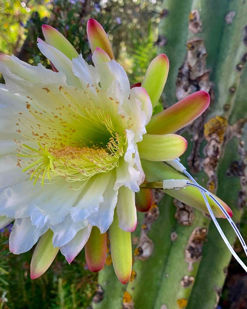 Figure 3 
                  An example of a Cactus that grows in my garden in Spain. Note: The electronic clips attached to plant life detect slight electrical variations in a plant via two-electrode sensors placed on the leaves. From my garden in Spain: Cereus, (San Pedro) ©julianaespanakeller (2023).
               