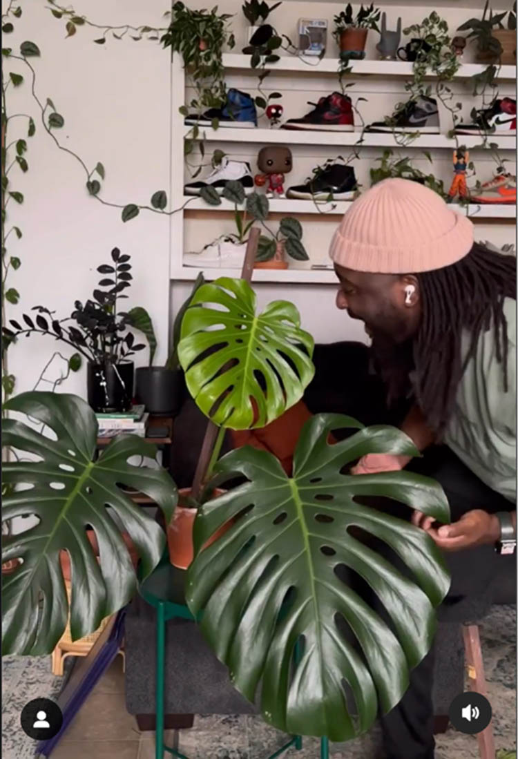 Figure 1
@theplantpapi singing to a potted Monstera deliciosa, with other plants potted in sneakers seen in the background.