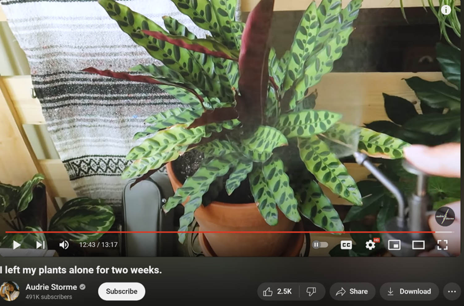 Figure 5
Audrie Storme spritzes a Calathea lancifolia (rattlesnake plant).