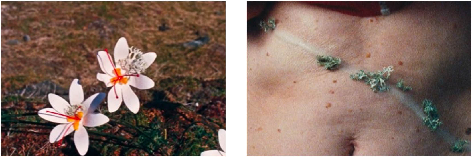 Figure 3
(a) and (b). Lichen appears on the flower and the woman’s body.