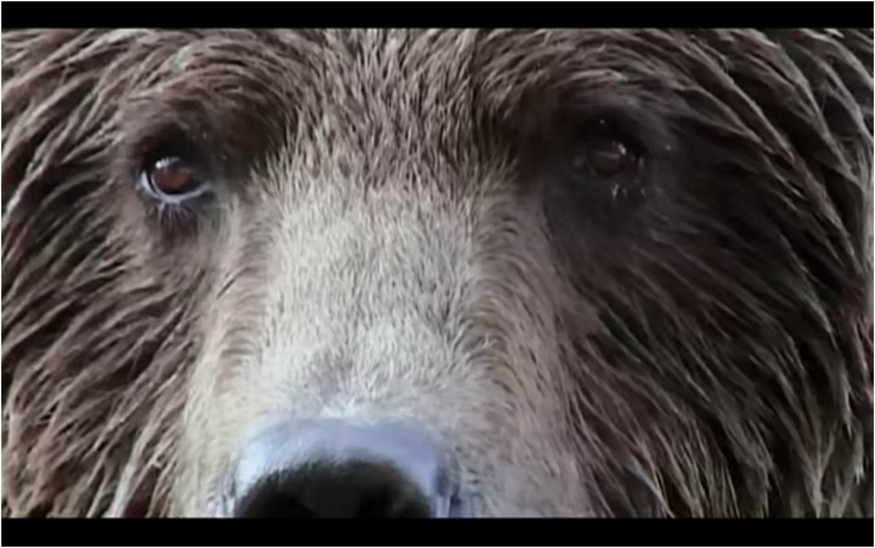 Figure 14
The bear that haunts.