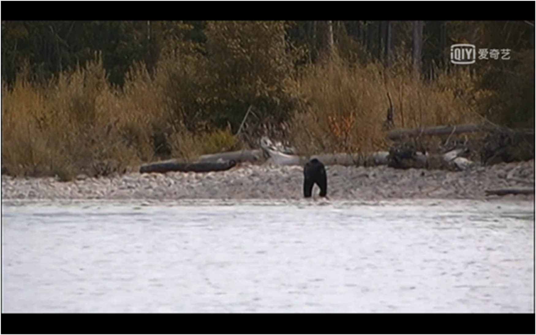 Figure 18
The bear kept apart.