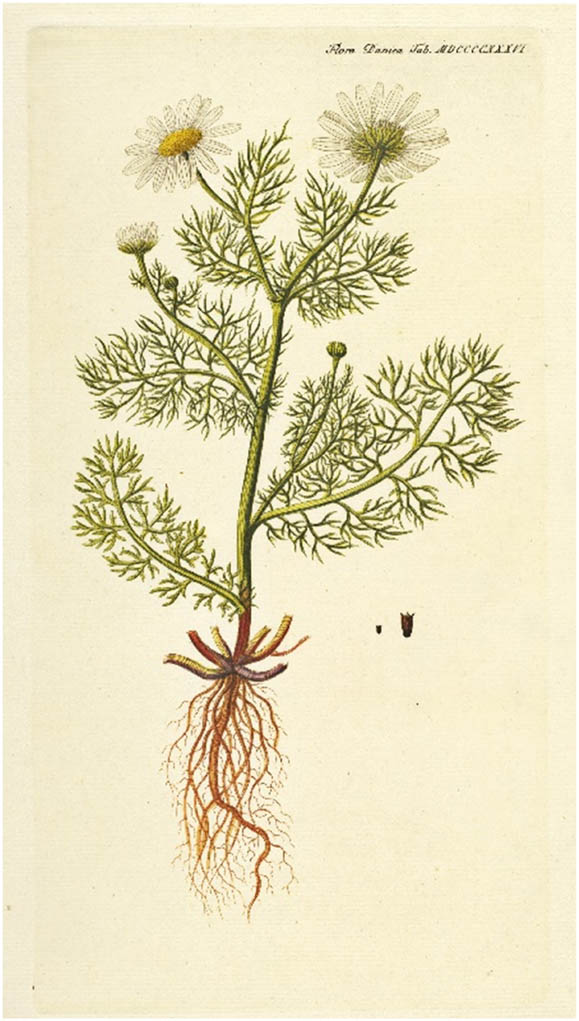 Figure 4
Scentless mayweed (Matricaria inodora), Flora Danica Hft. 33, Tab. 1936, 1829. http://www5.kb.dk/images/billed/2010/okt/billeder/object317392/da/.