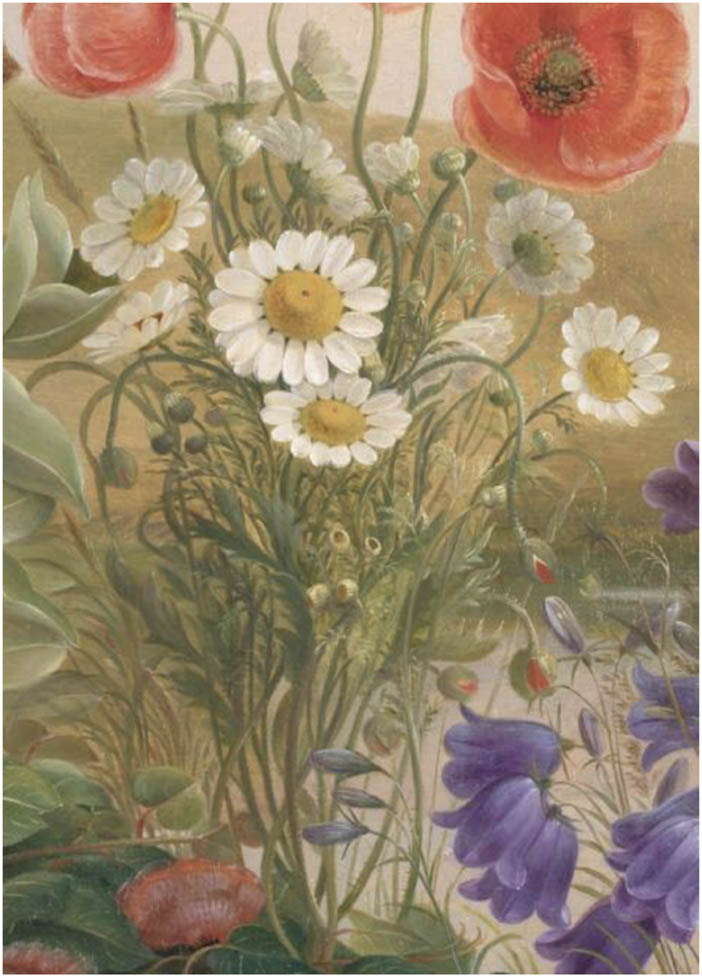 Figure 5
Christine Løvmand, Flower Piece, 1841. Detail of mayweed.