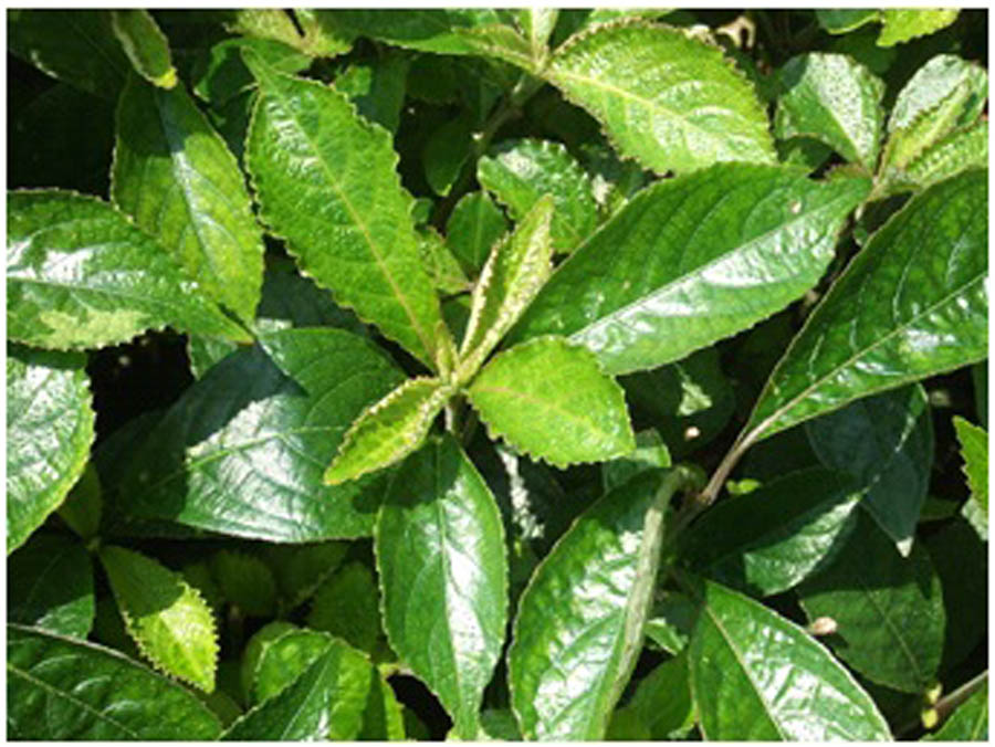 Figure 6 
                  Leaf of Keci Beling (Strobilanthes crispus) (Kamijara Wulung, 2013).
               
