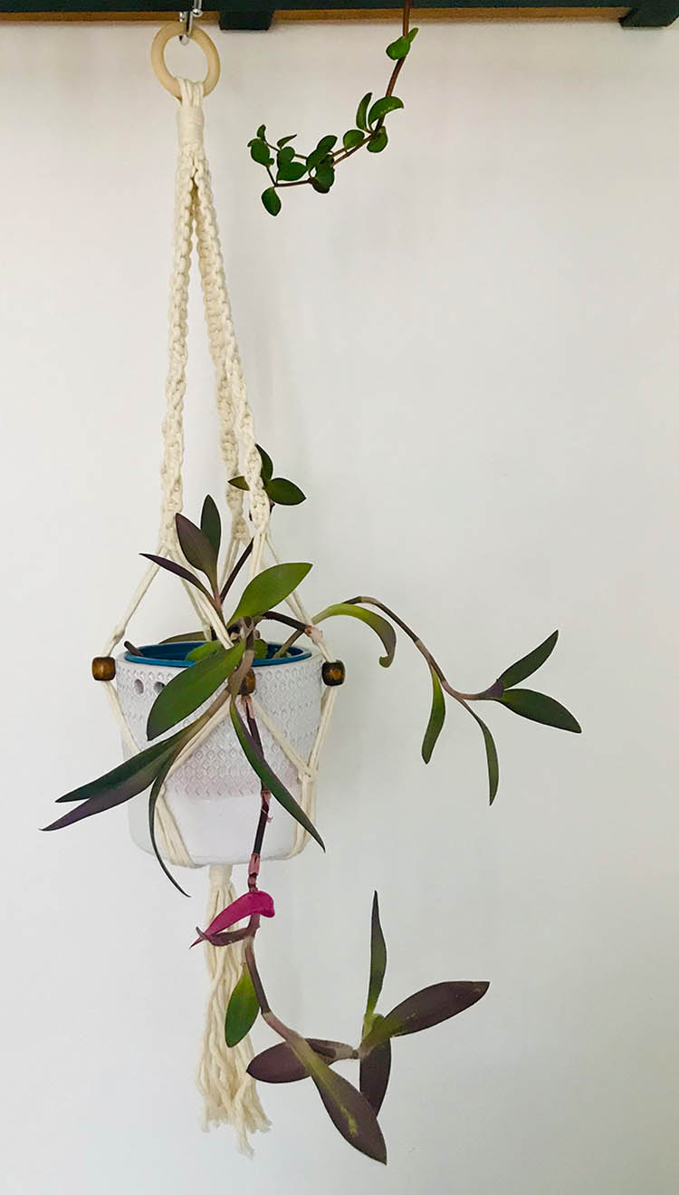 Figure 2 
               A macramé plant hanger that Ariana made. Macramé is a type of textile art that uses knots to create designs. Photo by Ariana Markowitz, 2022.
            