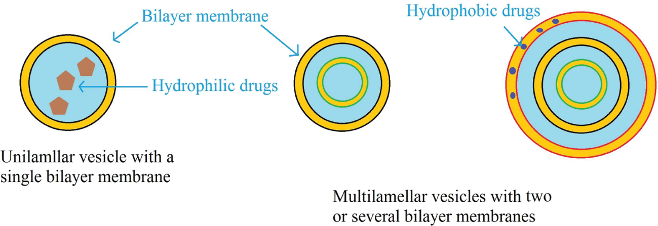 Figure 3: Unilamellar and multilamellar liposomes with their structures and drug encapsulation approaches [41].