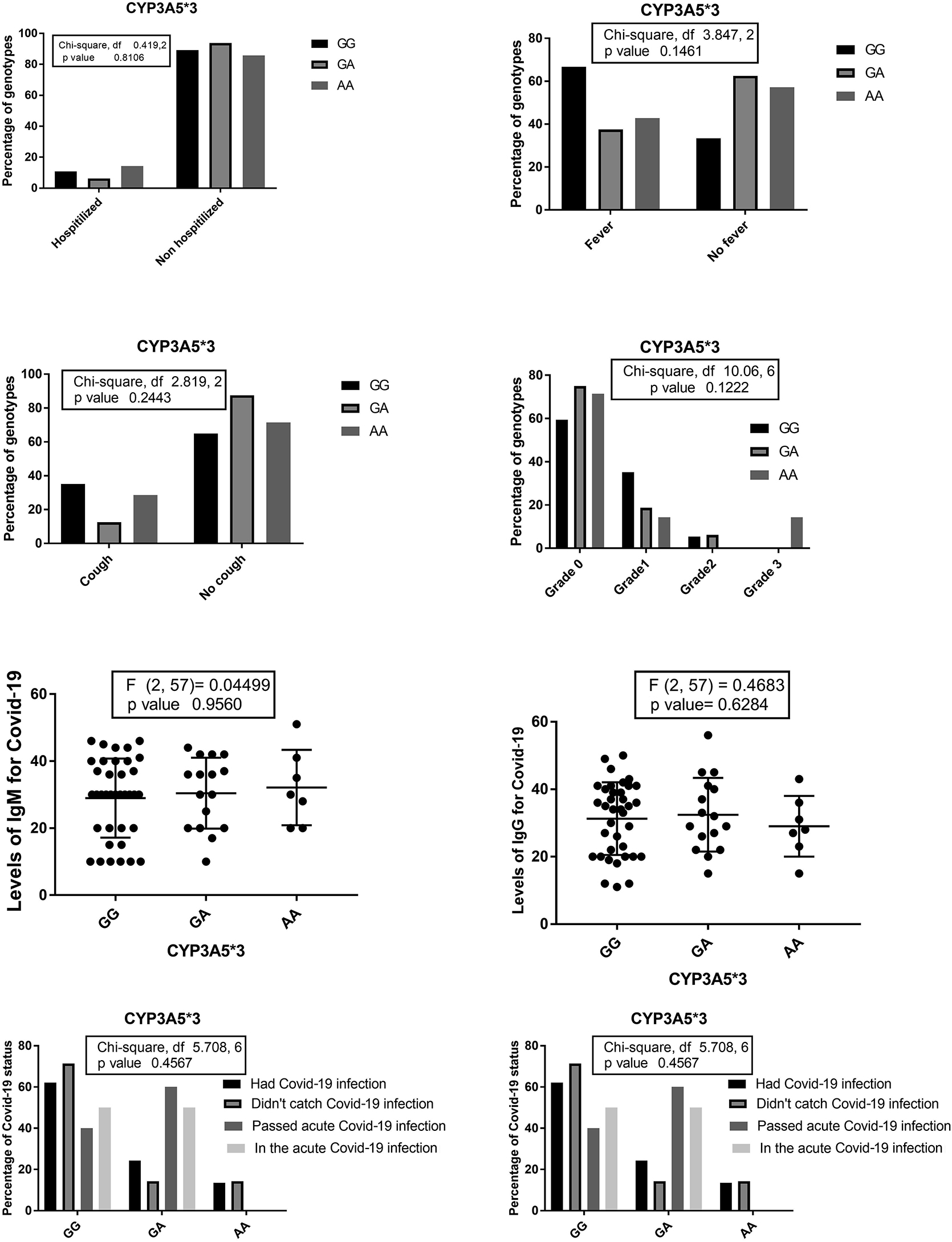 Figure 5: The percentages of different CYP3A5*3 genotypes among patients who needed hospitalization, suffered from fever, dry cough, and the percentages of CYP3A5*3 genotypes concerning the grade of ground glass in the chest CT. Levels of Anti-Covid-19 IgG and IgM among CYP3A5*3 genotypes and the percentage of different Covid-19 statuses among CYP3A5*3 genotypes the percentages of CYP3A5*3 genotypes among different Covid-19 statuses.