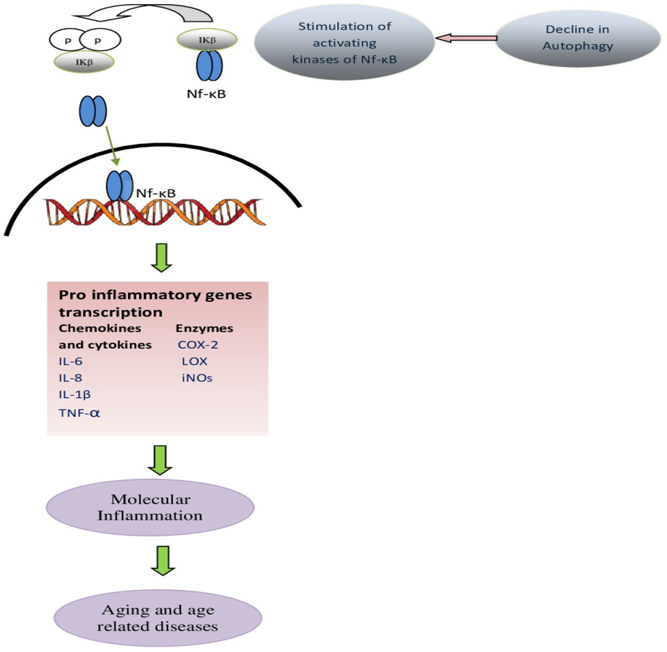 Figure 3:
Schematic presentation of the molecular mechanism of inflammation through activation of Nf-κB signaling during aging.