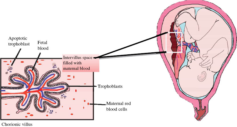 Figure 1: Origin of cell free DNA.