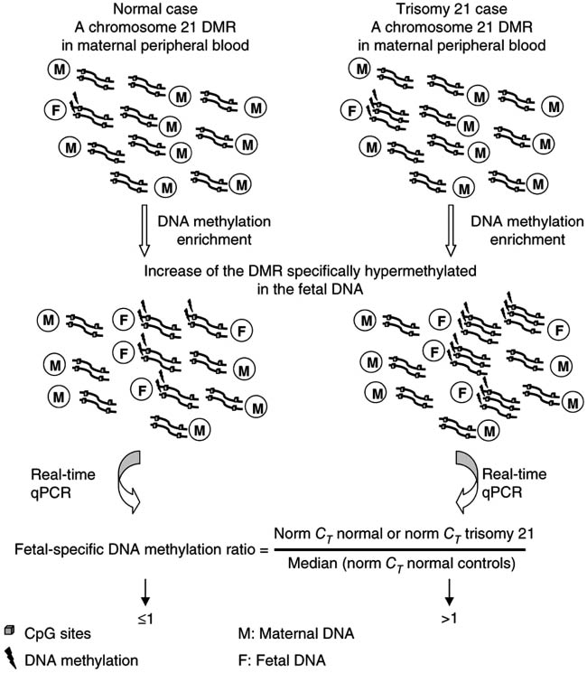 Figure 2: Schematic illustration of the fetal-specific DNA methylation ratio approach (reprinted after permission from [37]).