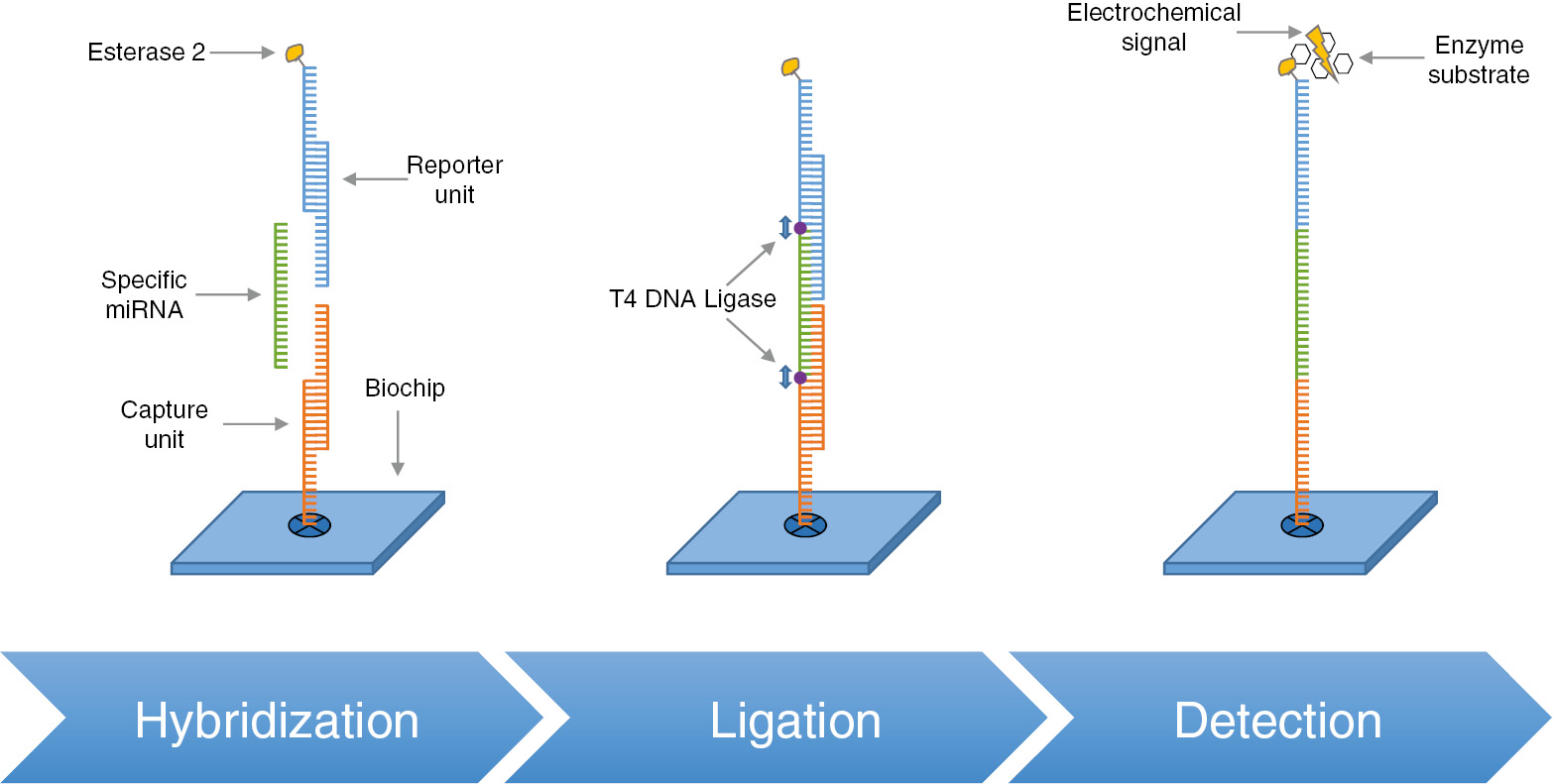 Figure 2: A CMOS chip measures electrical signal from the enzyme conjugated tripartite complex.The ACS-specific miRNA is shown in green. The time to result is approximately 30 min, isolation of miRNAs not included. (Figure modified from [66]).